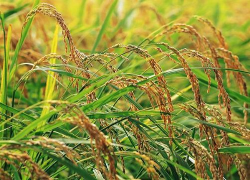 點擊查看詳細信息<br>標題：   閱讀次數(shù)：3286